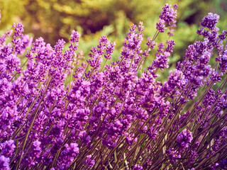 Lavender flowers in flower garden.