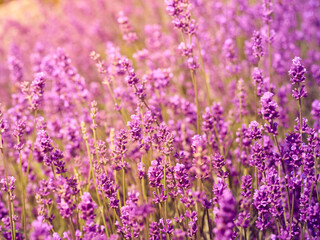 Lavender flowers in flower garden.