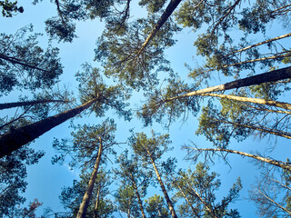 Scenic view of tall trees in the forest.