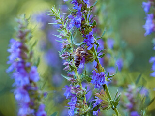 Purple flowers of hyssop (hyssopus officinalis)