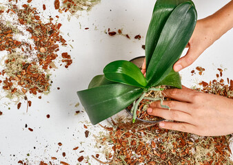 Woman transplanting orchid at home