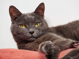 Portrait of a gray relaxed cat