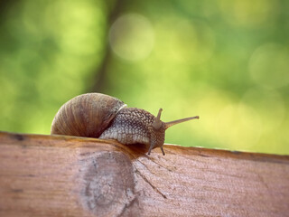 Slow grape snail crawl on the plank in the garden