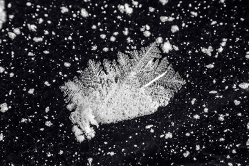 beautiful crystals of frozen water formed on the ice of the lake after a severe frost