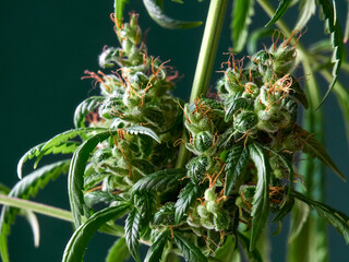 Obraz premium Medical marijuana bud or hemp plant blossom with leaves on the dark background