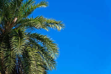 Date palm tree leaves and blue sky
