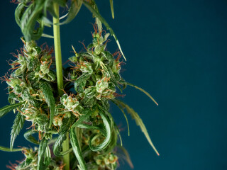 Medical marijuana bud or hemp plant blossom with leaves on the blue background