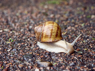Slow grape snail crawl on the asphalt in the park