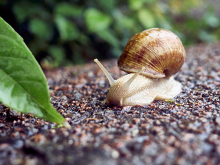 Slow grape snail crawl on the asphalt in the park