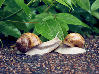 Date of two snails on a background of leaves