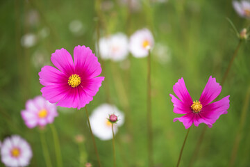 Beautiful natural colorful flowers in the garden,select focus.
