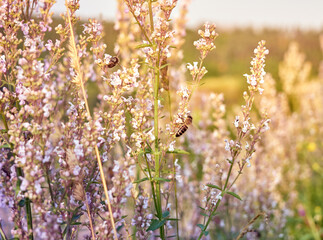 A summer meadow with beautyful flowers.