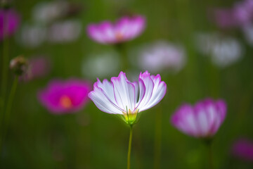 Fototapeta premium Beautiful natural colorful flowers in the garden,select focus.
