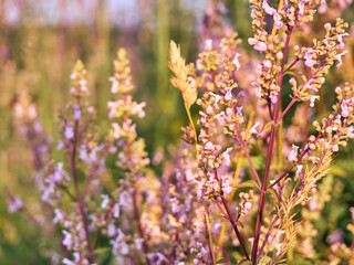 A summer meadow with beautyful flowers.