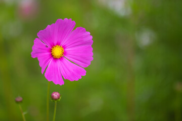 Beautiful natural colorful flowers in the garden,select focus.
