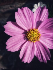 Fototapeta premium pink seasonal flower Zinnia