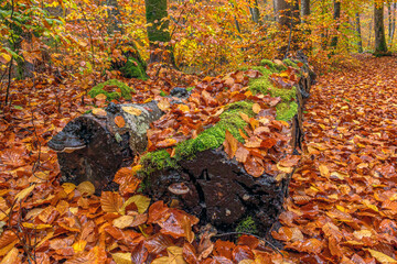Herbst im Würmtal zwischen Gauting und Starnberg, Bayern, Deutschland