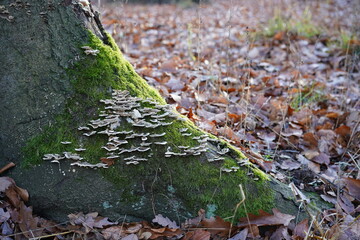 Viele kleine Pilze und Moos an einem Baumstamm