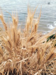 Fototapeta premium ears of wheat