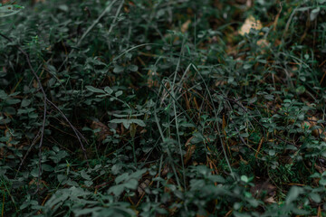 Small green forest grass with smooth leaves grows in the taiga. Unripe lingonberry plant. Close-up
