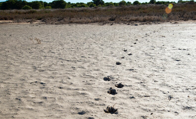 tracks in the sand