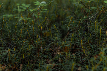 Ledum, Labrador tea is a small healthy green herb grass that grows in a northern forest in a swamp....