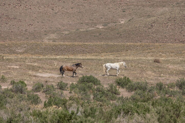 Wild Horses in Spring in the Utah Desert