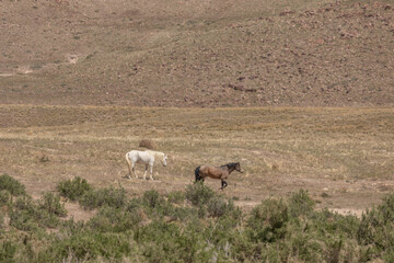 Wild Horses in Spring in the Utah Desert
