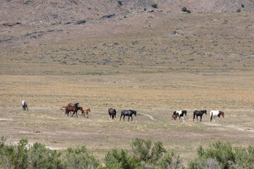 Wild Horses in Spring in the Utah Desert