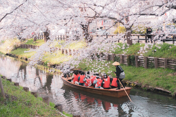 新河岸川の桜まつり