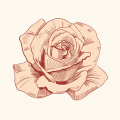 Rose flower vintage, style, logo, engraving retro floral