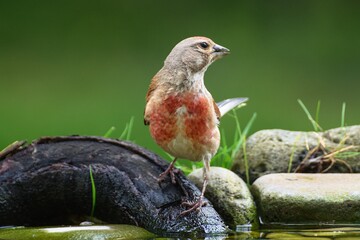 Linnet, Carduelis cannabina, male stands on a piece of wood by the water. Czechia. Europe. 