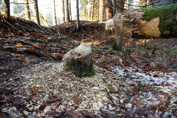 Baum im Bayerischen Wald vom Biber gefällt | Nahrung | 