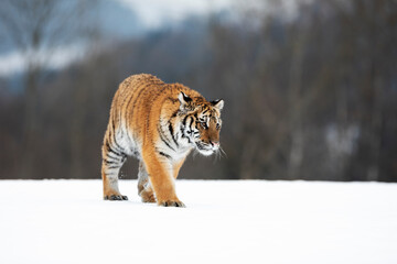 young siberian/bengal tiger