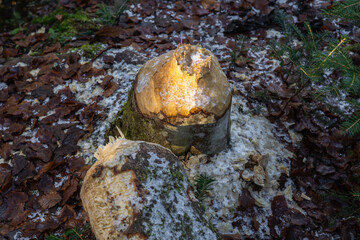 Baum im Bayerischen Wald vom Biber gefällt | Nahrung | 
