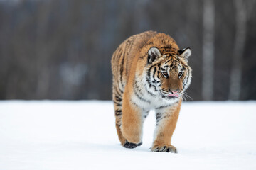young siberian/bengal tiger