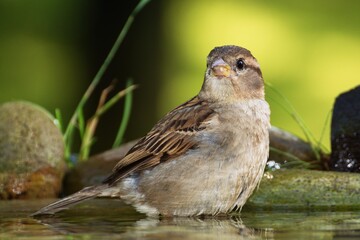 Young sparrow bathes in the water of a bird's waterhole. Czechia. Europe.
