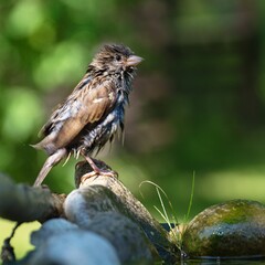 Young sparrow stands on stone by the bird's waterhole. Czechia. Europe.