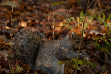 Grey Squirrel feeding in the woods, with autumn leaves in the background.