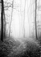 Foggy forest in winter in black and white