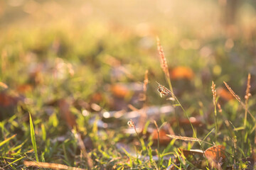 Bee on poaceae or grass flower in field at sunrise