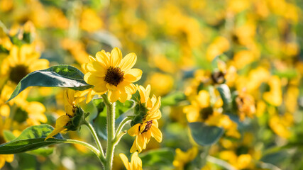 sunflower farm with bokeh at sunrise