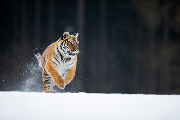 young siberian/bengal tiger