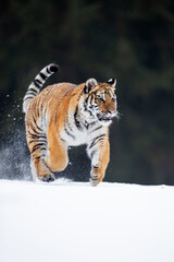 young siberian/bengal tiger