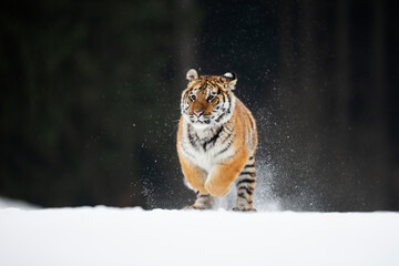 young siberian/bengal tiger