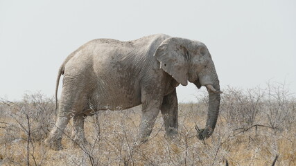 Alter Elefant in Afrika