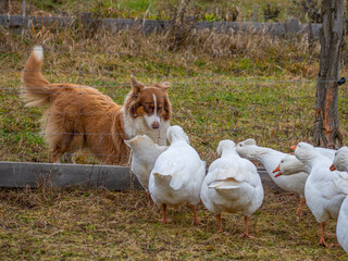 young australian shepherd dog and geese on a farm