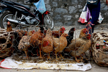 Chickens at the Market