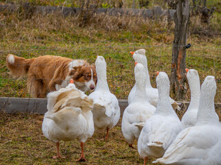 young australian shepherd dog and geese