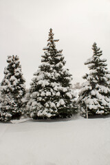 Fototapeta premium Winter landscape with snow-covered fir trees. Pines under the snow in winter